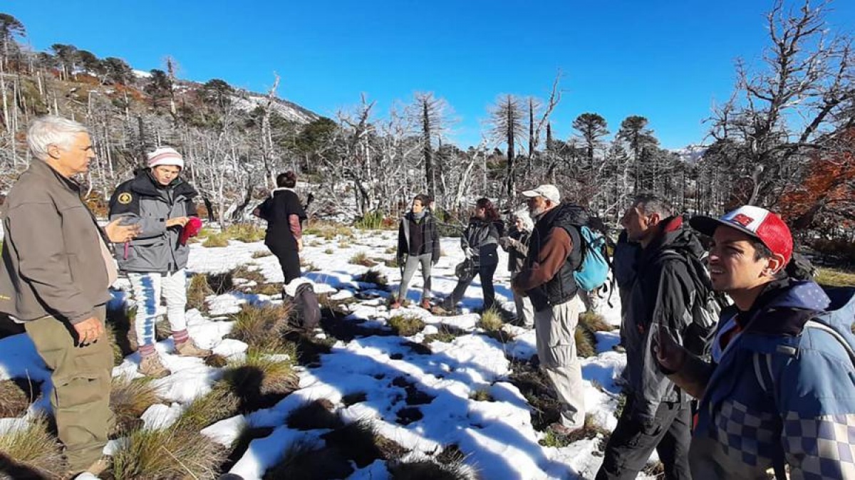 Plantarán 3.500 araucarias en Neuquén para luchar contra la crisis climática