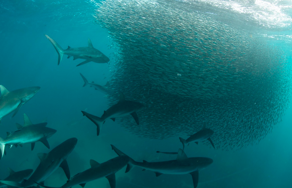 Las olas de calor marinas tienen un "efecto mínimo" sobre la abundancia de peces