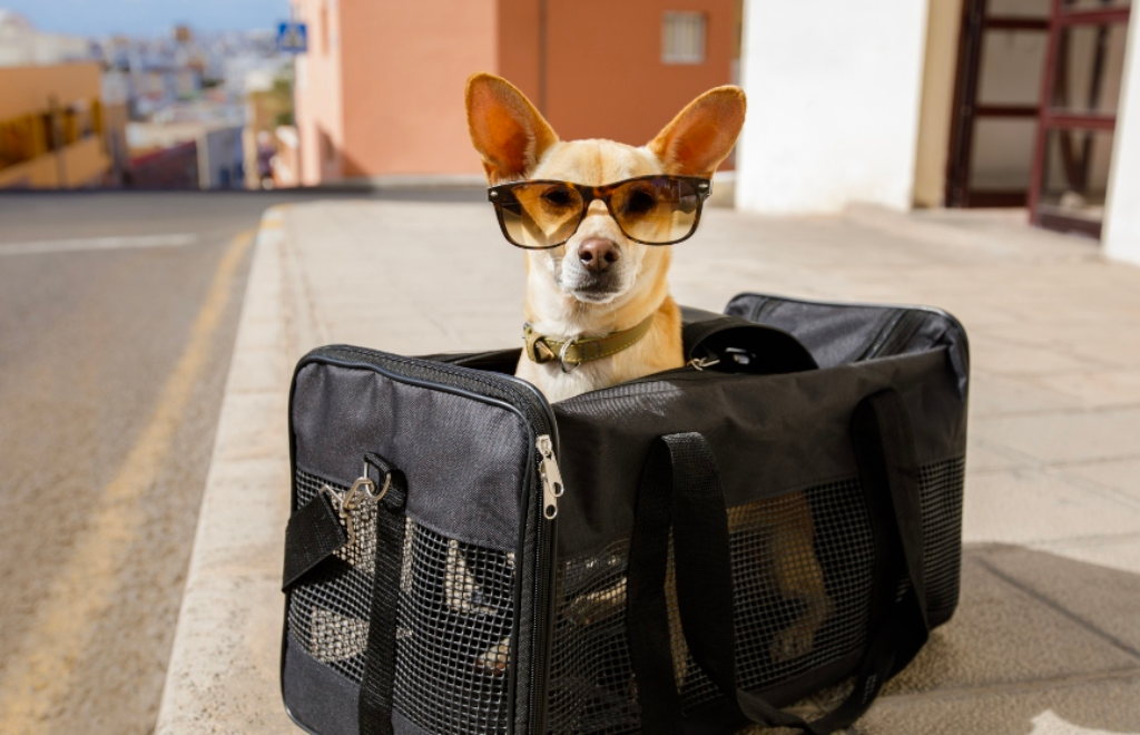 Viajar con animales: qué tener en cuenta para unas vacaciones «Pet Friendly»