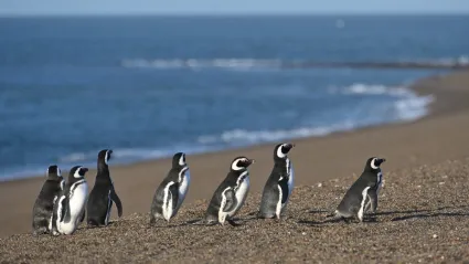 La hermosa estadía de los pingüinos de Magallanes en Puerto Madryn