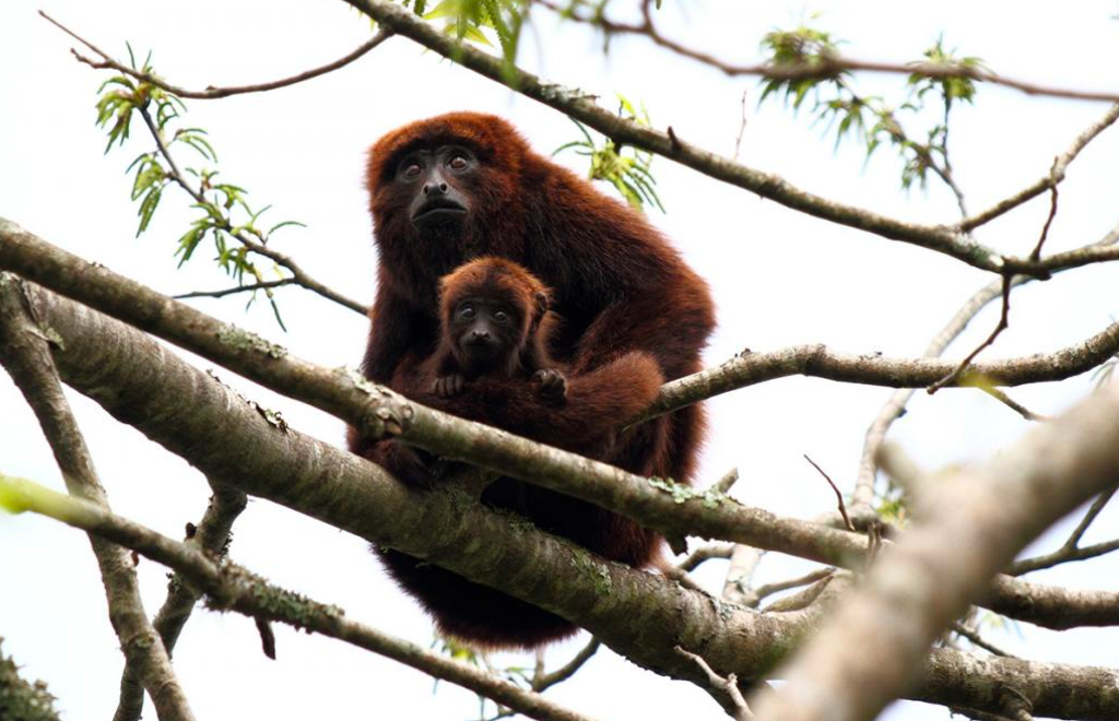 Buscan reintroducir al mono aullador rojo en Argentina con individuos de Brasil