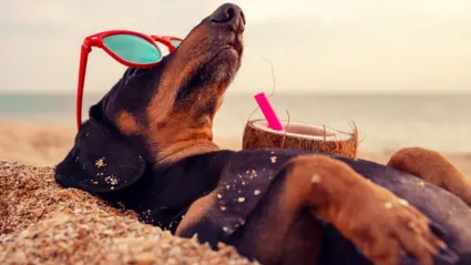 Vacaciones en la playa o la montaña con tus mascotas: qué tener en cuenta