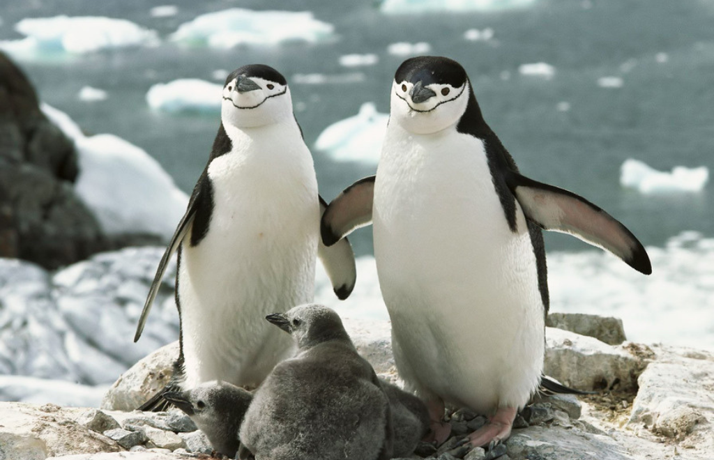 11 horas de sueño a través de microsiestas de segundos: el hallazgo sobre el descanso de los pingüinos