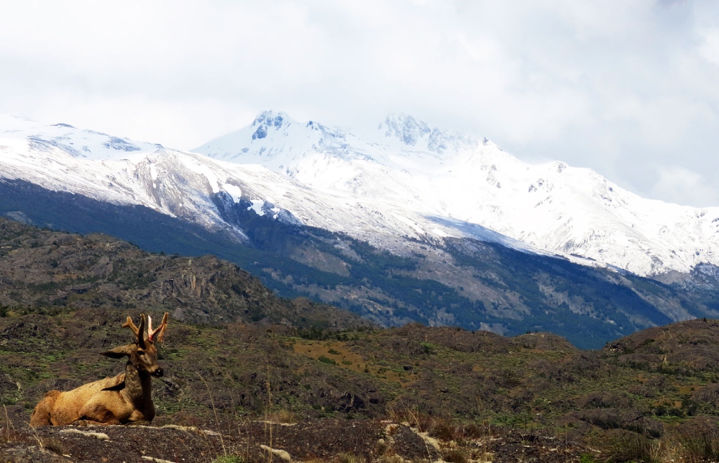 El huemul, una especie en peligro que se encuentra en Chile y Argentina. Foto: Wikipedia.
