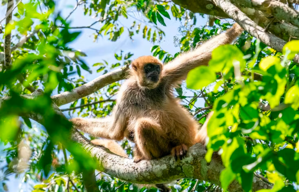 El declive de los primates pone en riesgo la supervivencia de los bosques atlánticos de Brasil