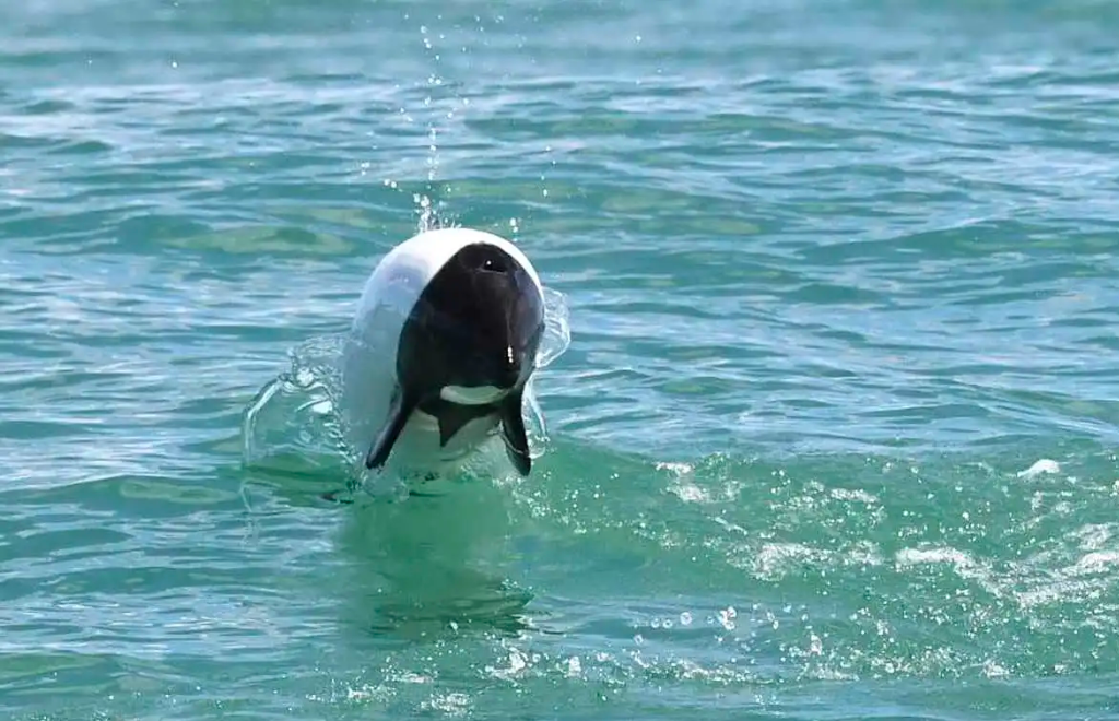 «Esto es increíble»: así es navegar entre los delfines patagónicos en la costa de Chubut