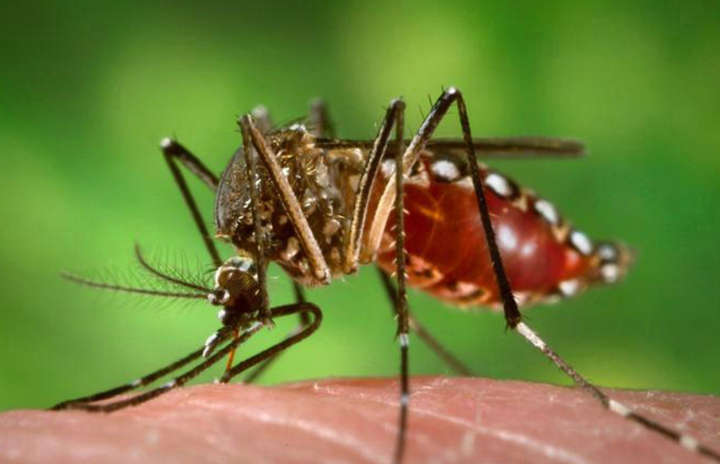 Los dos mosquitos de temporada: prevención y síntomas de las enfermedades que provocan