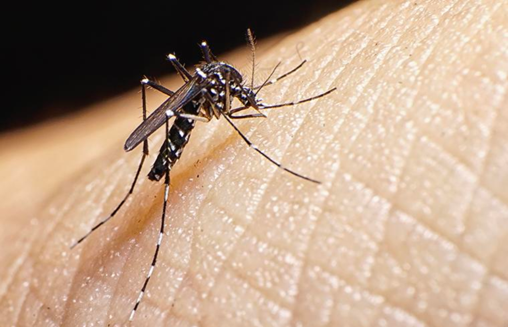 Lanzan en Tucumán un biolarvicida para combatir criaderos del mosquito que trasmite el dengue