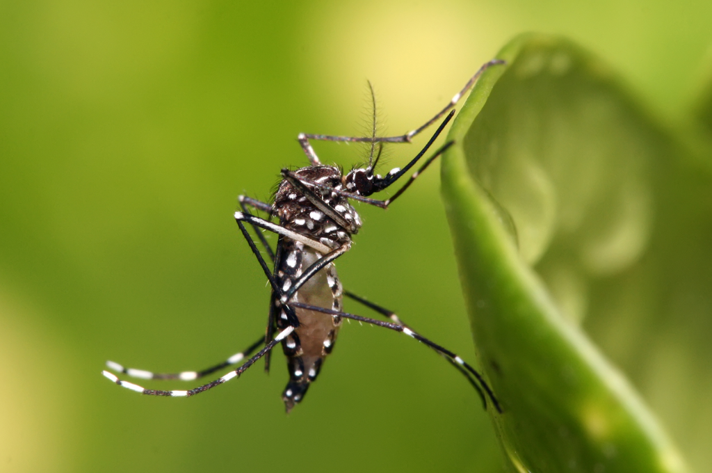 Unos 17 municipios de distintas partes del país colocan ovitrampas para detectar mosquito del dengue