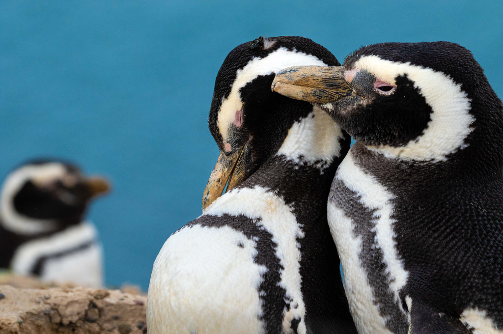 Cambio climático, contaminación y pesca, causas de impacto en la conservación de los pingüinos