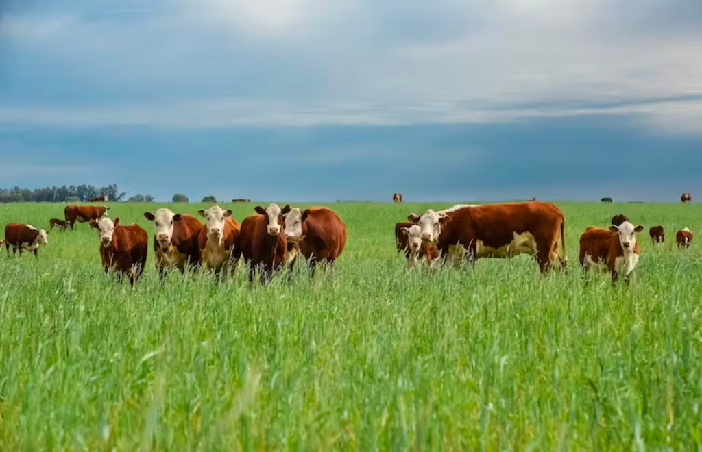 El papel de la ganadería en un mundo cálido y hambriento