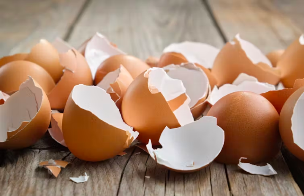 Los sorprendentes usos biomédicos de la cáscara de huevo