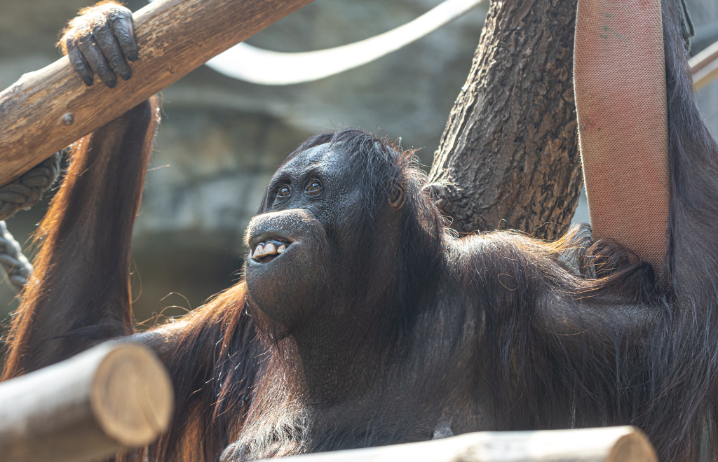 Un estudio encontró que a los simios les gusta burlarse, lo que despierta dudas sobre el origen del humor