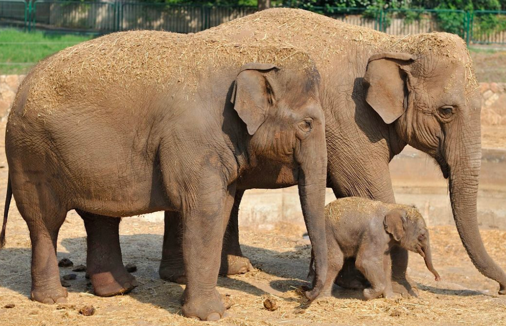 Estudio detalla que los elefantes asiáticos entierran sus pequeños muertos y los lloran