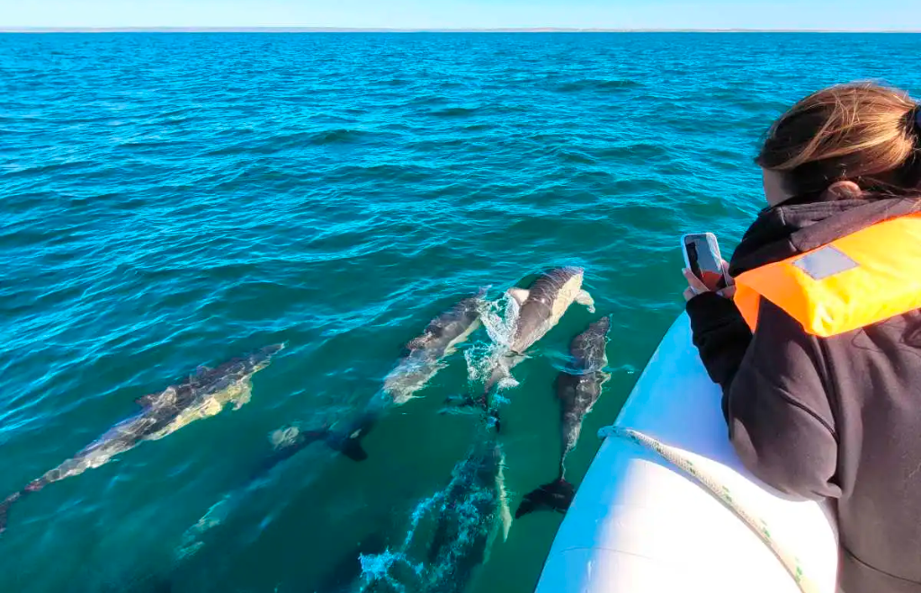Cómo es el paseo para conocer a los delfines en el mar de Las Grutas