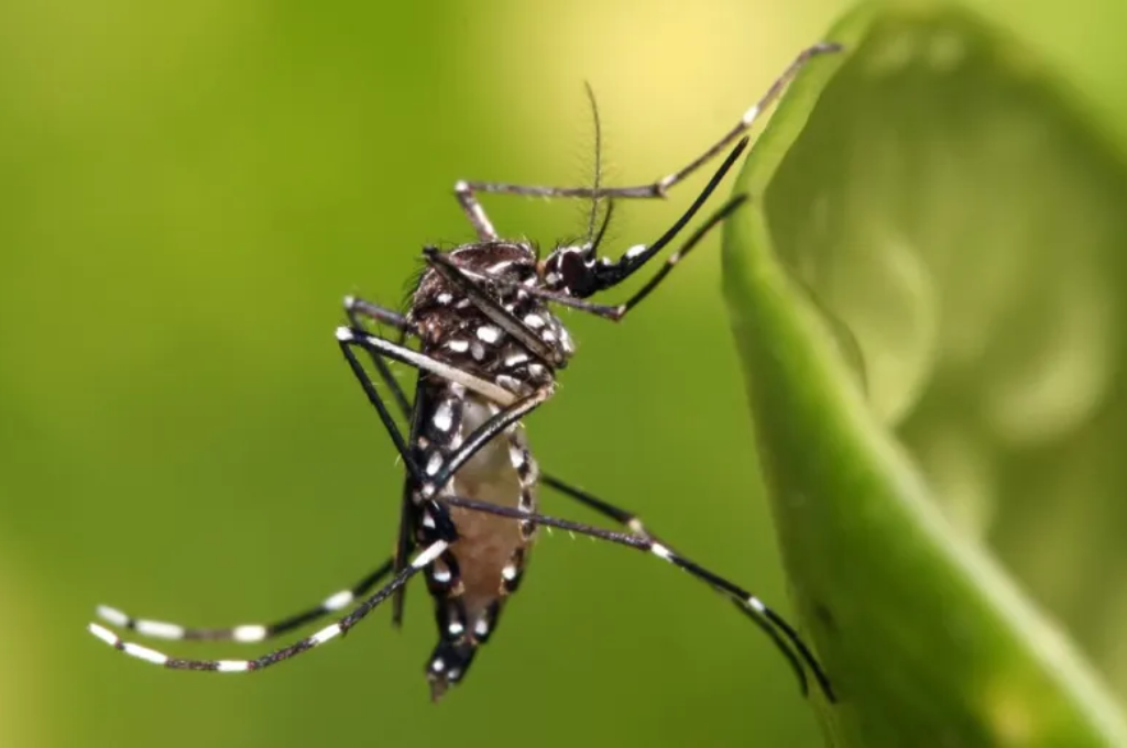 Coexisten dos variantes del dengue y aumentan los casos