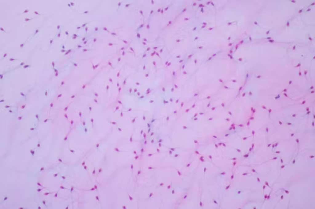 La microbiota también podría desempeñar un papel en la fertilidad del hombre