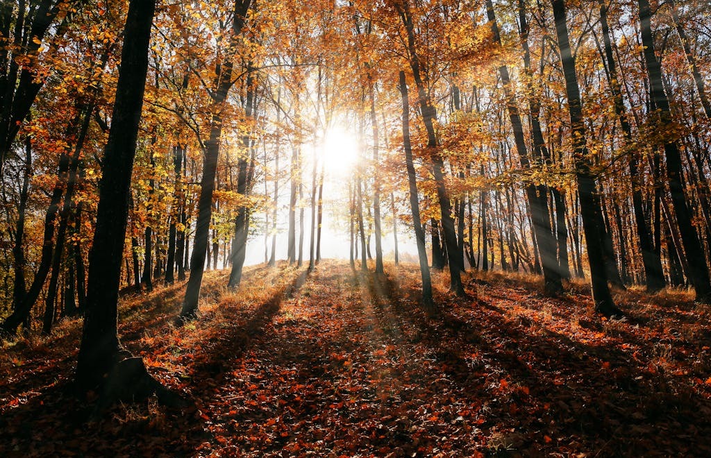 Llega el equinoccio de marzo y se anuncia el otoño: qué es y qué efectos genera en la Tierra