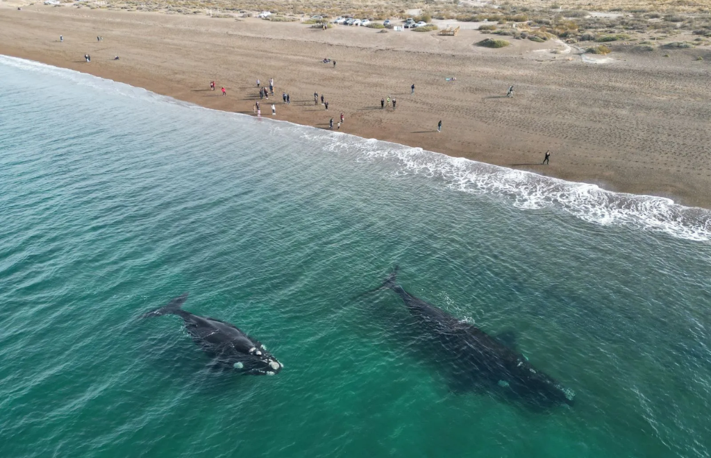 Puerto Madryn: cuánto costará el avistaje embarcado de ballenas esta temporada