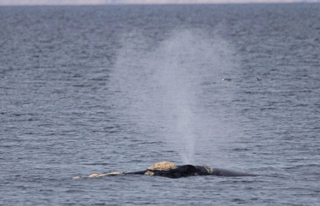 Volvieron las ballenas a Puerto Madryn: cómo es la experiencia de verlas desde la playa