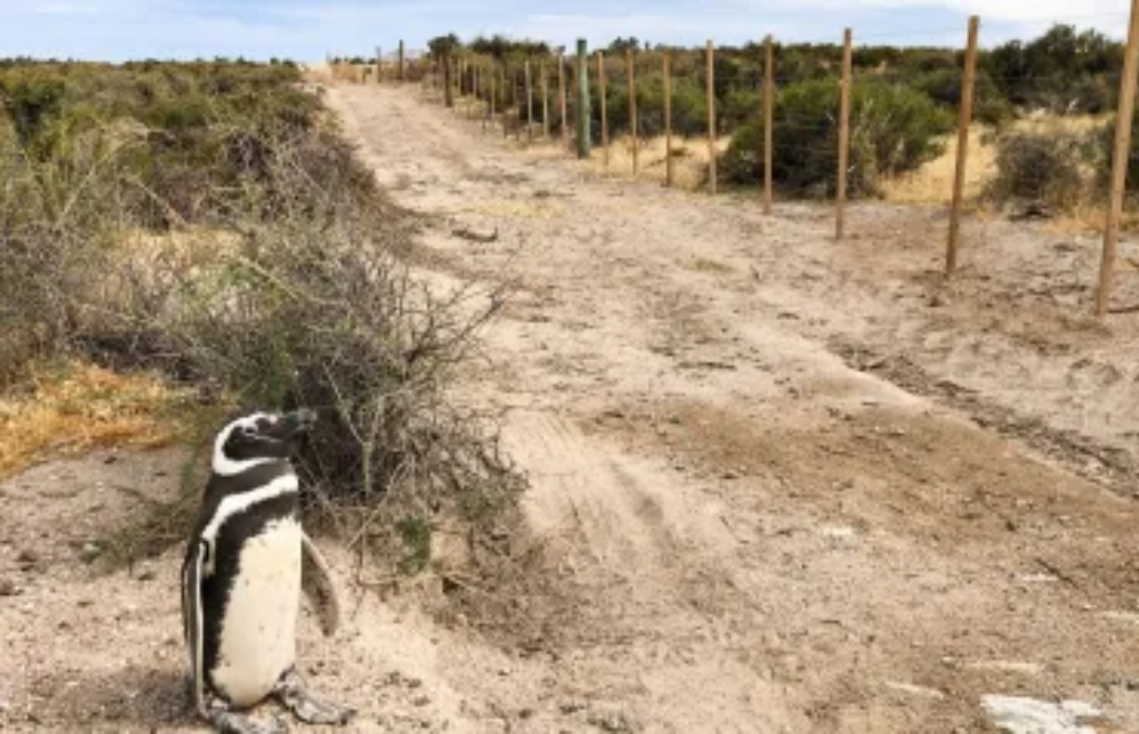 Masacre de pingüinos en Punta Tombo: ambientalistas celebran el avance a juicio oral