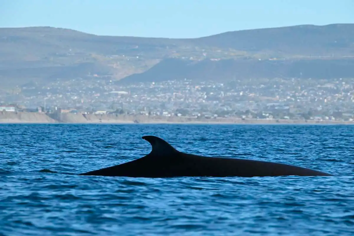 El regreso de las ballenas sei a la Patagonia: nace un destino de avistaje en Chubut