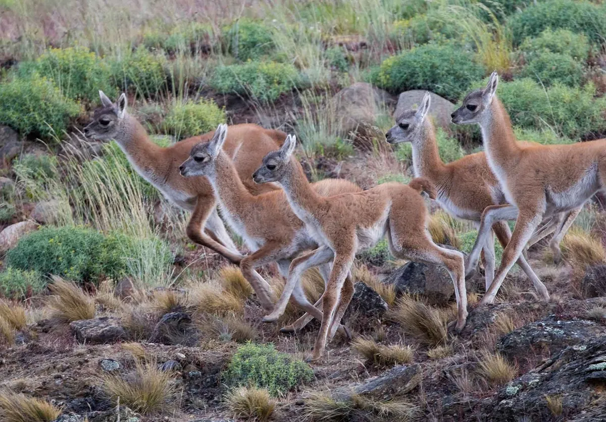 Escapada de otoño al Parque Nacional Patagonia entre guanacos, zorros y cóndores