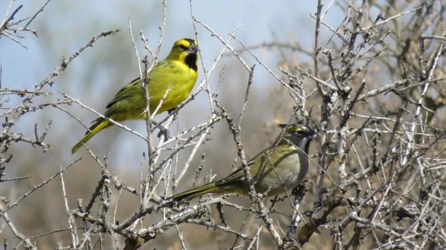Del tráfico ilegal a la naturaleza: una ONG que recupera aves rescatadas busca ayuda económica