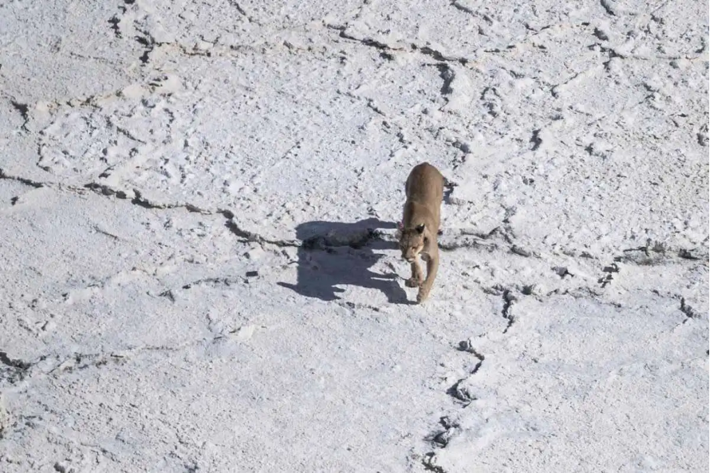Pumas, choiques y guanacos entre la nieve de la estepa patagónica: un lienzo de contrastes hipnóticos