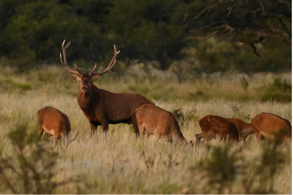 Viaje a la brama de los ciervos en La Pampa: tres fotógrafos, cuatro días, mil maravillas