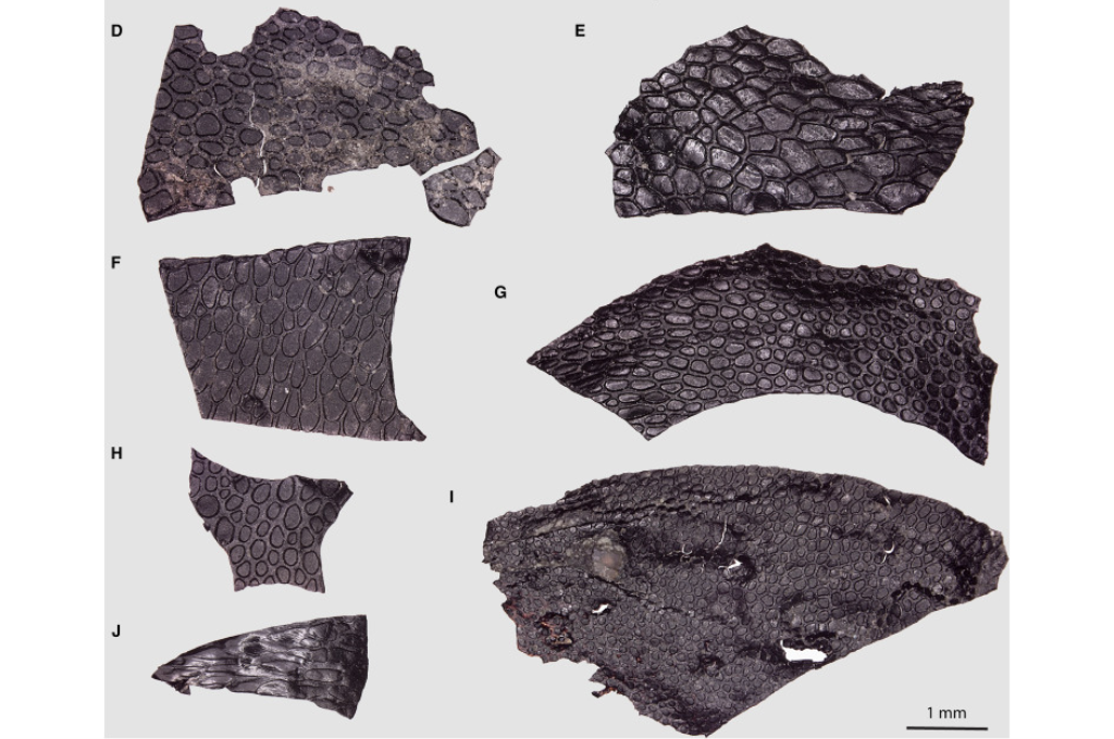 Descubren la muestra de piel fosilizada más antigua del mundo
