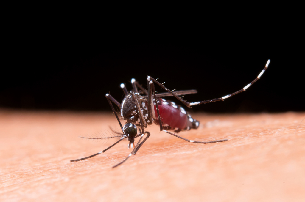 Tres repelentes caseros para evitar las picaduras de mosquitos
