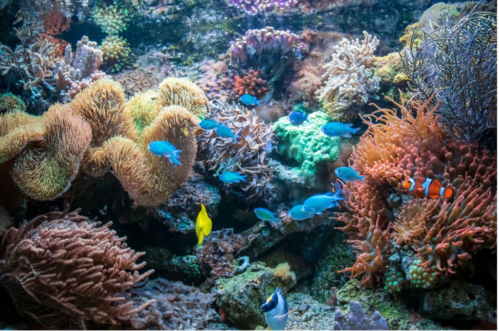 Usan grabaciones de sonidos de peces para restaurar arrecifes de coral, un ecosistema en peligro